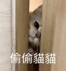 a cat is peeking out from behind a door .
