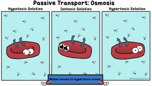 Osmosis Science GIF - Osmosis Science Blood Cell - Discover & Share GIFs