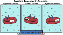 osmosis science blood cell