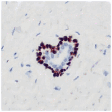 Histology Love GIF - Histology Love Hearts GIFs