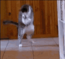 Letmeatem Catshadowboxing GIF - Letmeatem Catshadowboxing GIFs