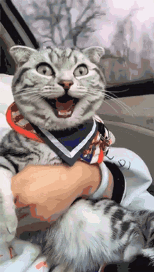 Happy Excited GIF - Happy Excited Cat GIFs