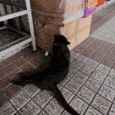 a black cat sits on a sidewalk next to a cardboard box that says tf on it
