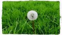 Mood Grass GIF