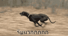 หมาวิ่ง มาแล้ว หมา รีบ GIF - Dog Run Running Dog Im Coming GIFs