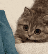 a kitten laying on a bed with a blue blanket