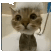 a cat is taking a bath with a bubble on its head