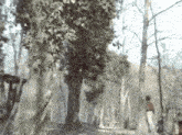 a blurry picture of a forest with trees and a bridge