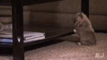 Puppies Dogs GIF - Puppies Dogs Cute GIFs