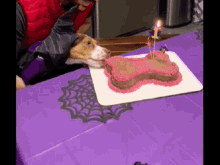 Beagle Happy Birthday GIF - Beagle Happy Birthday Cake GIFs