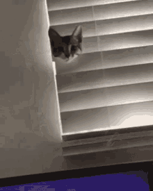 Let Me In Meow GIF