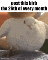 Essica Monthly GIF - Essica Monthly Birb GIFs