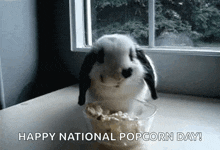 animals bunny eat popcorn