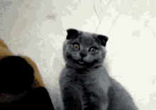 What Cat GIF - What Cat Tongue Out GIFs