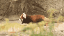 Red Panda Walk GIF - Red Panda Walk Reserve GIFs