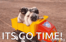 Its Go Time Dog GIF - Its Go Time Dog Puppy GIFs