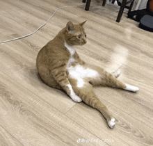 Cat Sitting GIF - Cat Sitting GIFs
