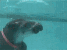 Tapir Swimming GIF