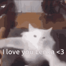 Lenka GIF - Lenka GIFs