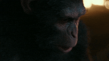 Planet Of The Apes Caesar GIF - Planet Of The Apes Caesar Angry GIFs