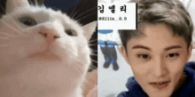Rjwino Nct Dream GIF - Rjwino Nct Dream Mark Lee Cat GIFs