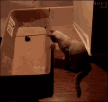 Cats Laser GIF - Cats Laser Play GIFs