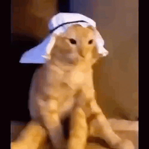 Arab Cat Cat Arab GIF - Arab Cat Cat Arab Funny Arab Cat - Discover & Share  GIFs