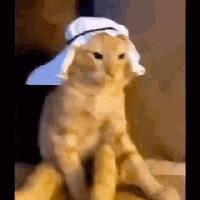 Arab Cat Cat Arab GIF - Arab Cat Cat Arab Funny Arab Cat GIFs