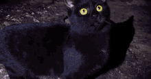 Onf Black Cat GIF - Onf Black Cat GIFs