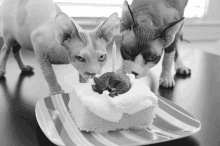 Hairless Cat Sphynx Cat GIF - Hairless Cat Sphynx Cat Cats Eating GIFs