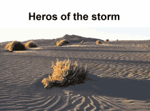 Heroes Of The Storm GIF - Heroes Of The Storm GIFs