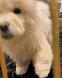 Pee Time Dogs GIF - Pee Time Dogs Puppy GIFs