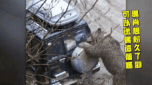 當熊攻擊你的車子 When A Bear Is Attacking Your Vehicle GIF - 飛奔dash Rush Race Sprint Run GIFs