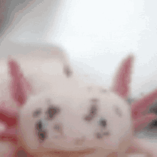 a close up of a pink axolotl with spots on it