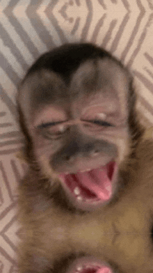 a close up of a monkey with its mouth open .