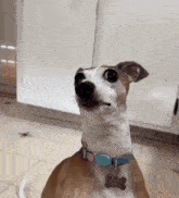 a brown and white dog wearing a blue collar and a tag that says lucy