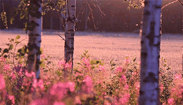 Our Earth Nature GIF - Our Earth Nature Spring - Discover & Share GIFs