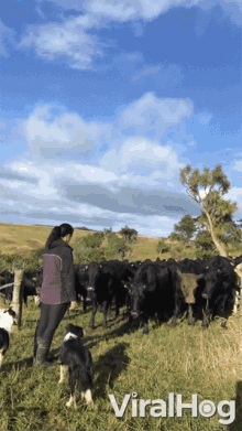 collapse testing down surprised cows