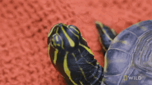 Staring A Turtle With Shell Rot GIF - Staring A Turtle With Shell Rot Cute GIFs