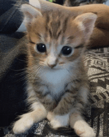 a small brown and white kitten sitting on a bed