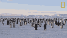 flock of penguins world penguin day emperor penguins hanging out catching up