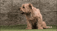 Panting National Geographic GIF - Panting National Geographic Wally The Dog GIFs