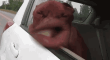 Ride GIF - Dog Mouth Car Ride GIFs