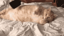 Brushing Relaxing GIF - Brushing Relaxing Cat GIFs
