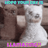 Llama Llamazing GIF - Llama Llamazing GIFs