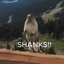 Shanks Marmot Scream GIF - Shanks Marmot Scream Loud GIFs