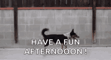 Good Afternoon Dogs GIF - Good Afternoon Dogs Hot GIFs