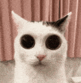 Cat More Cat GIF