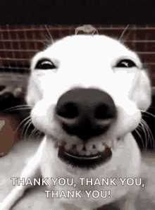 funny dogs cute smile thank you thanks to you
