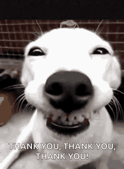 thank you dog smiling